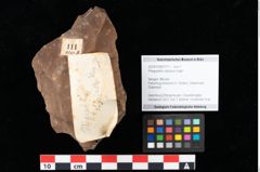 Foto (Objekt + Etikett) von Pronephrium stiriacum (Unger) Knobloch et Z.Kvacek (NHMW-GEO-2024-0188-0111)